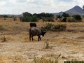 Magnifique Tanzanie-025